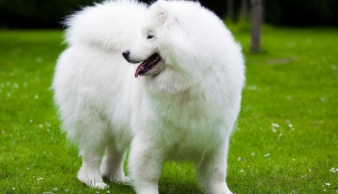 宠物狗品种大全（白色宠物狗品种大全）