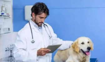 宠物医生在线咨询24小时免费（宠物医生在线咨询24小时免费地图龟）