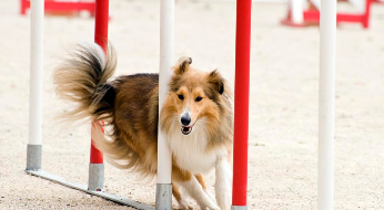 喜乐蒂容易掉毛吗（喜乐蒂需要剪毛吗）