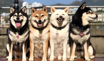 牧羊犬品种大全（牧羊犬品种大全价格）