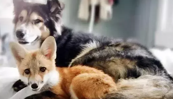 狐狸和狼可以杂交吗（狼和狐狸能不能繁殖）