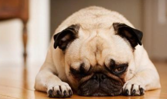 沙皮狗哪里可以买（沙皮狗价格）