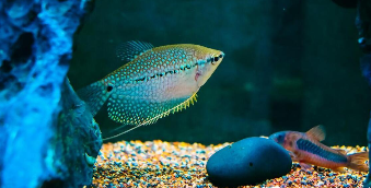 养什么鱼最省心且鱼缸干净（养什么鱼最省心且鱼缸干净呢）