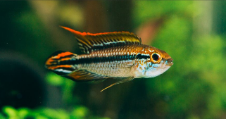 买宠物鱼去什么平台好买呢（买宠物鱼在哪个平台买比较好）