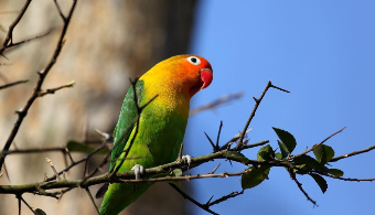 养一只小鸟要多少钱呢（养小鸟养多少只比较吉利）