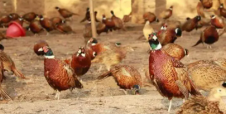 七彩山鸡养殖前景（七彩山鸡养殖案例）