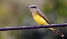 宠物鸟百科（宠物鸟大全）