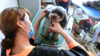 沈阳宠物培训学校（沈阳宠物美容培训学校）