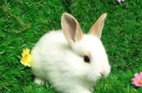 宠物兔子寿命是几年（宠物兔寿命一般多长时间）
