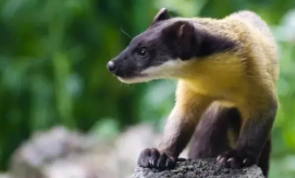 宠物貂多少钱一只（宠物貂多少钱一只?）