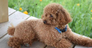 泰迪三样不能吃（泰迪寿命一般是多少年）