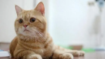 猫的四大特点（猫的特点）