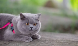 猫便秘怎么马上拉出来（猫咪便秘能自愈吗）