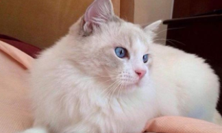 猫咪便秘的6个小妙招（猫咪便秘怎么办猫咪便秘怎么解决）