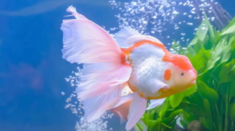 宠物鱼的品种及价格（宠物鱼的品种及价格表）