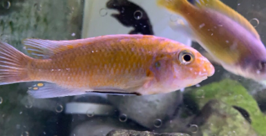 鱼身上长白点是什么病需要什么药治疗（鱼身上长白点是什么病需要什么药治疗好）