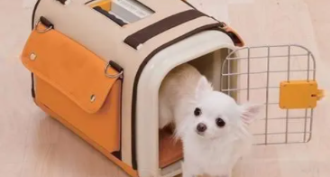 顺丰宠物托运app（顺丰宠物托运app杭州到大丰多少钱）