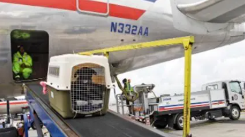 鸟类托运方法（鸟类如何托运）