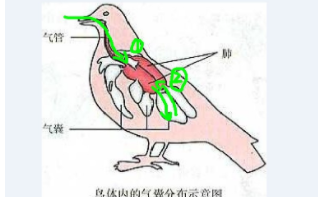 鸟类的气囊在哪里（鸟类的气囊是呼吸器官吗）