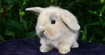 宠物兔的寿命是多少年（宠物兔的寿命是多长）