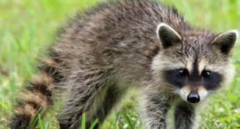 小浣熊宠物,多少一只（小浣熊宠物,多少一只幼崽）