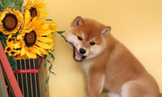 柴犬吃什么食物比较好（柴犬狗吃什么对毛色最好）