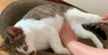 猫咪便秘按摩肚子手法（猫咪便秘如何按摩）