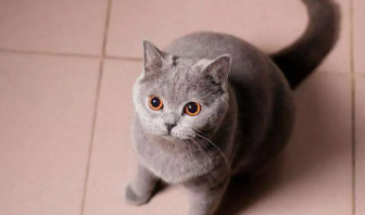 猫品种排行榜前十名中国（2021猫品种排行榜）