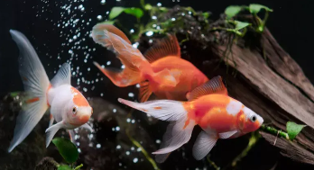 金鱼喂上浮饲料好还是下沉饲料好（金鱼喂上浮饲料好还是下沉饲料好吃）
