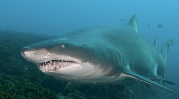 鲨鱼是鱼的原因（鲨鱼是鱼类吗?为什么?说说原因?）