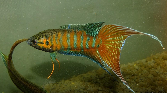 宠物鱼好吃吗怎么养（宠物鱼好养活吗）