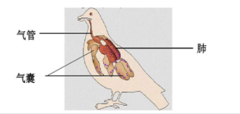 鸟进行呼吸的部位是（鸟进行呼吸的部位是）