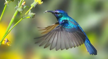 鸟类的代表动物（鸟类代表动物有）