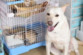 广州宠物寄养价目表（广州宠物寄养价目表最新）