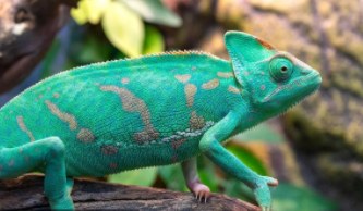 宠物变色龙多少钱一只（宠物变色龙多少钱一只幼崽）