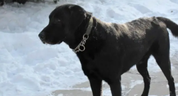 拉布拉多伤人几率大吗（为什么不建议养黑色拉布拉多）