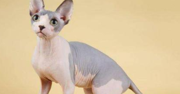 十大名贵猫排行榜（十大名贵猫排行榜品种）