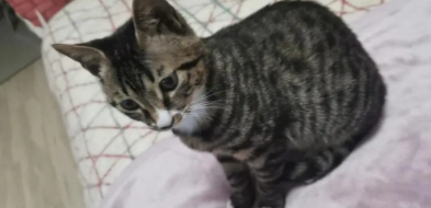 1到12个月狸花猫变化图（1到12个月狸花猫变化图表）