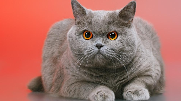 72种猫咪品种大全前十名（猫品种名称大全）