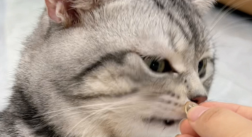 宠物鱼油最好的三大品牌是哪个（宠物鱼油最好的三大品牌是哪个呢）