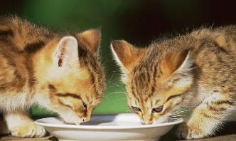 宠物鱼油排行榜前十名（宠物鱼油品牌排行）