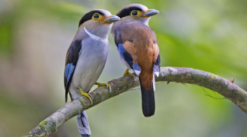 怎么用手机识别鸟类公母（怎样用手机识别鸟类）