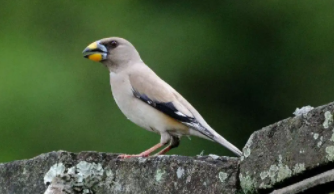 鸟类识别软件哪款好（鸟类识别app哪个好）