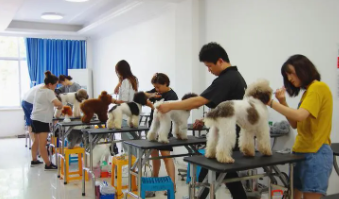 宠物美容师培训费用是多少（宠物美容师培训费用是多少啊）
