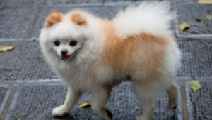 尖嘴博美是什么品种的（尖嘴博美是什么品种的狗）