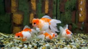 小金鱼能吃面条吗怎么喂（金鱼可以吃面条吗?）