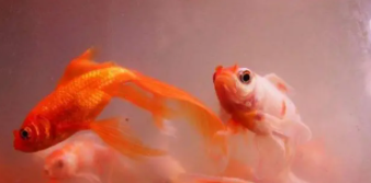 没饲料能给小鱼吃啥（在没有鱼饲料的情况下小鱼吃什么）