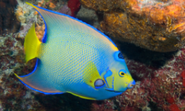 十大最好看的观赏鱼排名（十大最好看的观赏鱼排名）