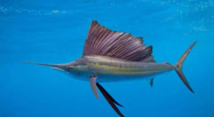 剑鱼属于鱼类吗（剑鱼属于什么动物）