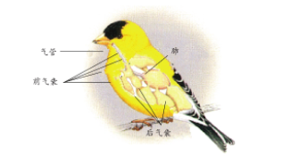 鸟类呼吸时气体交换的场所是什么（鸟类呼吸时进行气体交换的器官是什么）